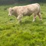 Charolais bull Image 8