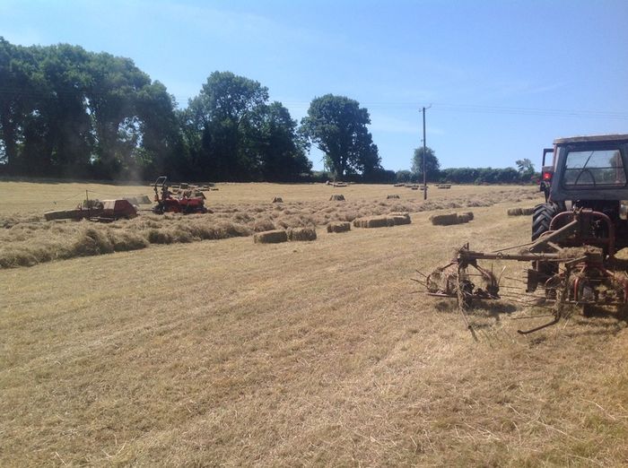 Small Square Hay Bales For Sale 3 euro each