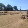 Small Square Hay Bales For Sale 3 euro each Image 3