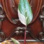 Philodendron Red Anderson Image 8
