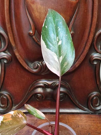 Philodendron Red Anderson