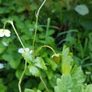 Wild strawberry plants 4-pack available in October 2024 Image 3
