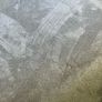 FREE Bedroom Carpet Image 2