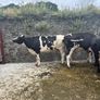 Top class feeding cows Image 2