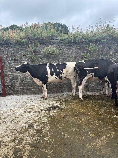 Top class feeding cows