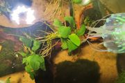anubias/microsorium