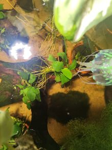 anubias/microsorium