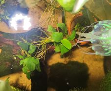 anubias/microsorium