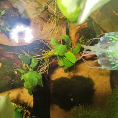 anubias/microsorium