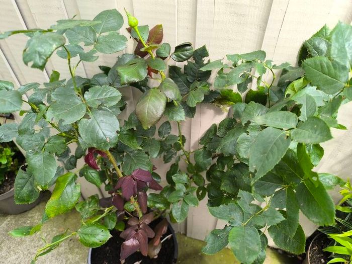 garden plants
