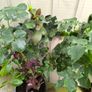 garden plants Image 2