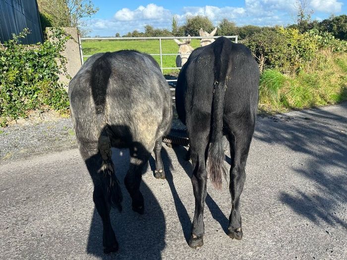 Heifers