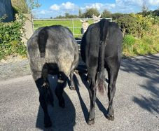 Heifers