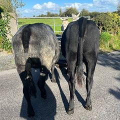 Heifers