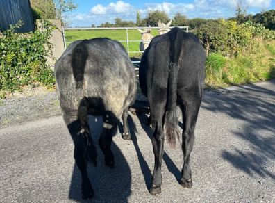 Heifers