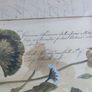 Vintage Custom Framed Botanical Illustration Print Of GERANIUM AFRICAN OR LADIES MANTLE LEAF. Image 8
