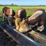 Hereford bulls Image 6