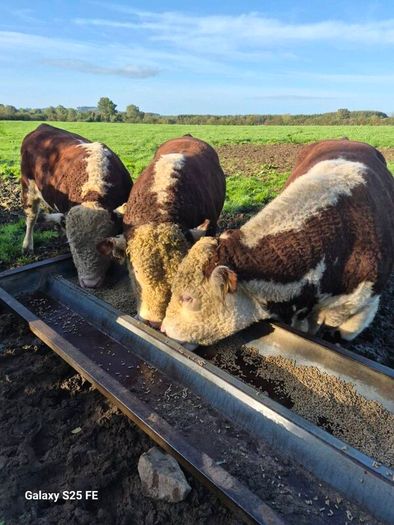 Hereford bulls