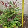 Nandina Domestica Obsessed Image 3