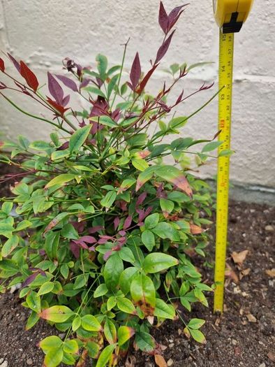 Nandina Domestica Obsessed