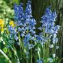 Woodland Bluebells Image 3