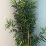 Tall artificial plant from Ikea Image 3