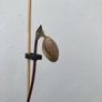 Paphiopedilum micranthum Image 4