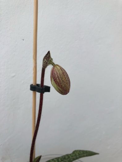 Paphiopedilum micranthum