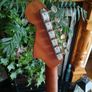 Fender Newporter semi Acoustic Image 7