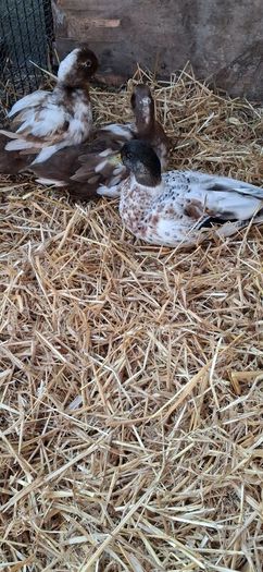 Call ducks