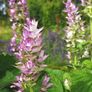 (S) Clary Sage seeds 0.5g (184298) Image 3