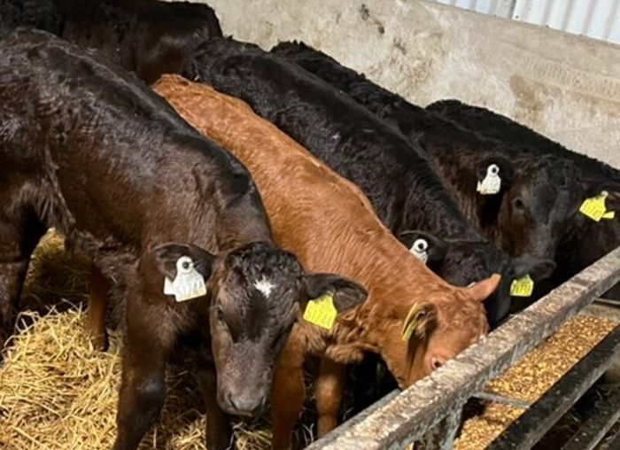 Limousin Calves
