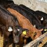 Limousin Calves Image 9