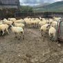 Hoggets - organic Image 3