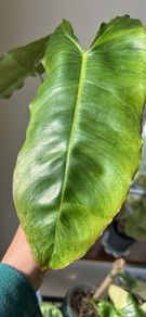 Philodendron Parasio Verde