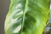 Philodendron Parasio Verde