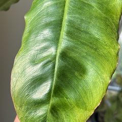 Philodendron Parasio Verde