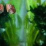 Ramshorn snails Image 2