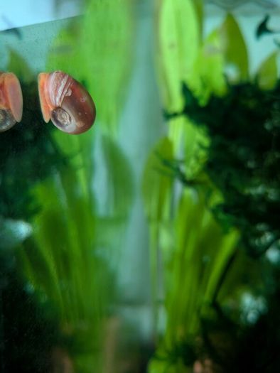 Ramshorn snails