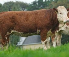 Simmental X Heifers for sale