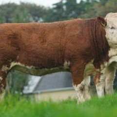 Simmental X Heifers for sale