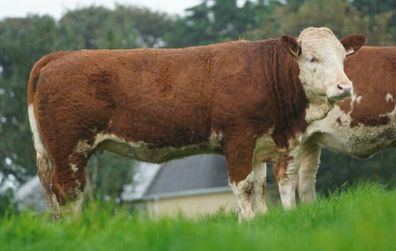 Simmental X Heifers for sale