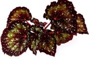 Begonia