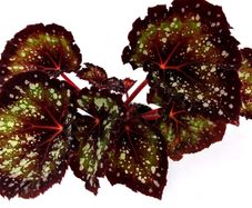 Begonia