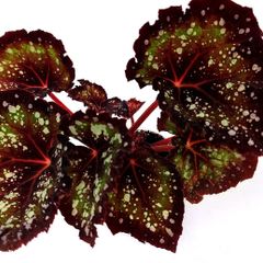 Begonia