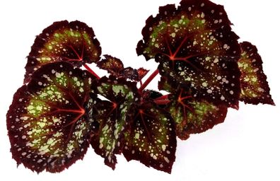 Begonia