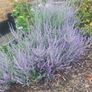 Lavender Bunches/Russian Sage Image 2