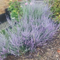 Lavender Bunches/Russian Sage