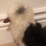 Kookaburra Image 2