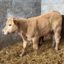 Super charlois bull runner Image 7